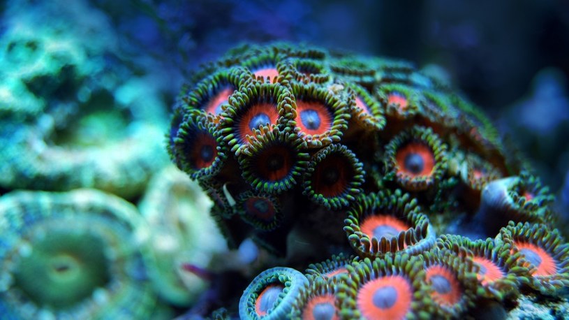 Okazuje się, że transplantacja jest nadzieją na przetrwanie koralowców /Geekweek