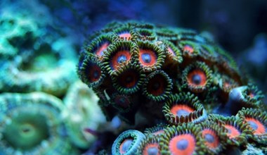 Okazuje się, że transplantacja jest nadzieją na przetrwanie koralowców