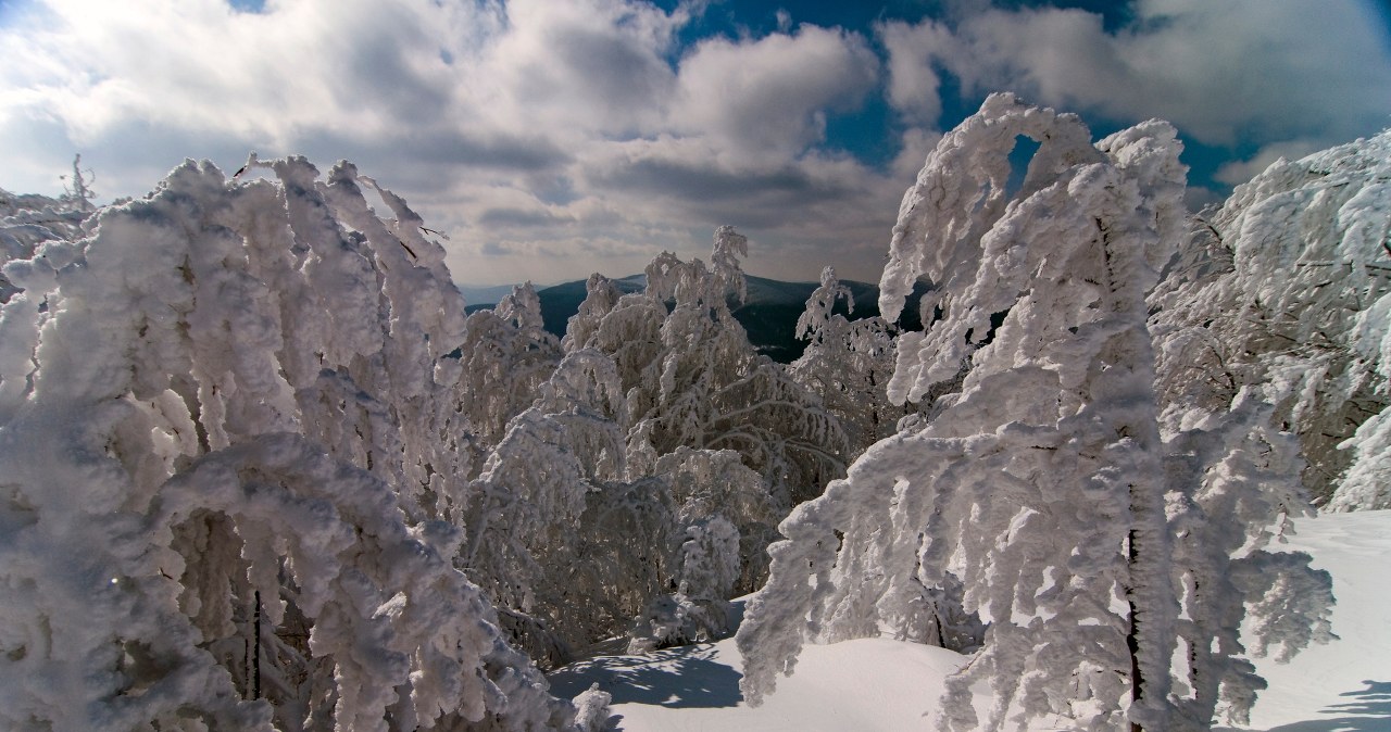 Okiść śnieżna narasta warstwa po warstwie. Dlaczego jej skutki są tak gwałtowne? /Renata i Marek Kosińscy /Agencja FORUM