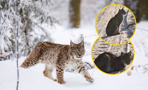 ​Oko w oko z dzikim kotem. Rysie z Pomorza Zachodniego podbiły internet!