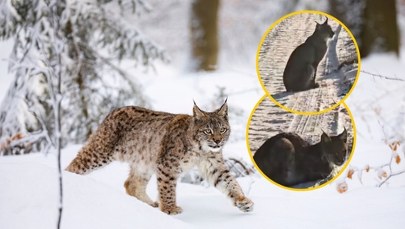​Oko w oko z dzikim kotem. Rysie z Pomorza Zachodniego podbiły internet!