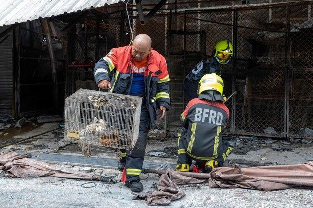 Około 1000 zwierząt zginęło w pożarze „hańby Bangkoku” /CHANAKARN LAOSARAKHAM /AFP/EAST NEWS