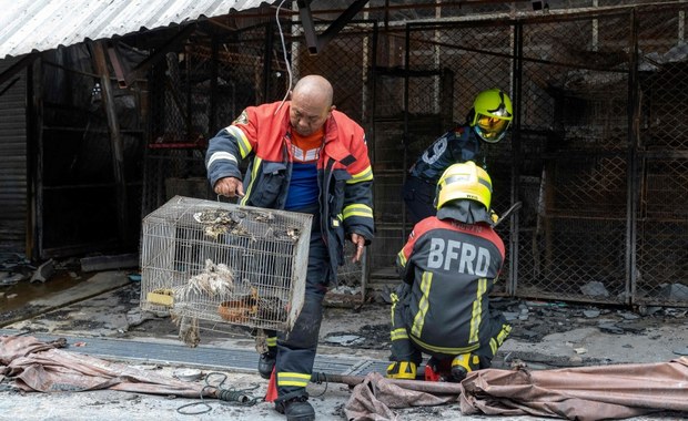 Około 1000 zwierząt zginęło w pożarze "hańby Bangkoku"