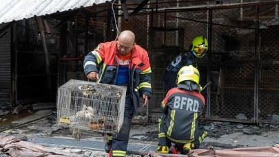 Około 1000 zwierząt zginęło w pożarze "hańby Bangkoku"