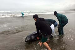 Około 150 delfinów morze wyrzuciło na plażę 