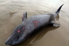 Około 150 delfinów morze wyrzuciło na plażę 