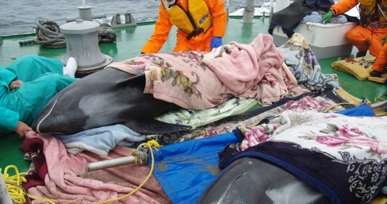 Około 150 delfinów morze wyrzuciło na plażę 