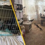 Około stu gołębi w mieszkaniu. Wstrząsająca interwencja w Toruniu