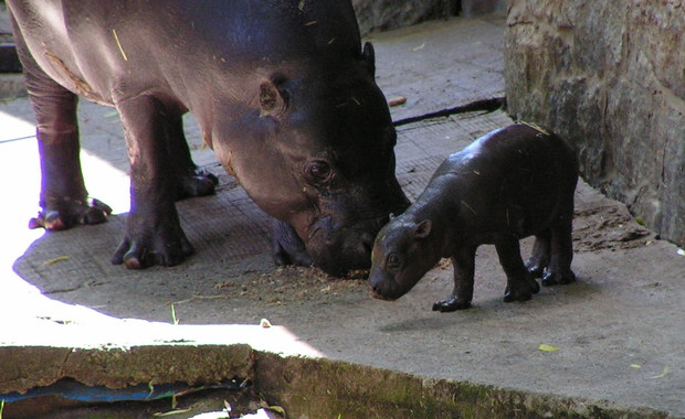 "Okrągła klucha na czterech kołkach". We wrocławskim zoo urodził się hipopotam karłowaty   