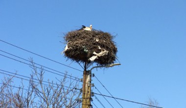 Okręcają się, zatrzymują krążenie. Ptaki w Polsce budują gniazda ze śmieci