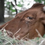 Okrucieństwo w gospodarstwie. 75-latek znęcał się nad zwierzętami, szokujące szczegóły