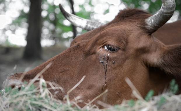Okrucieństwo w gospodarstwie. 75-latek znęcał się nad zwierzętami, szokujące szczegóły