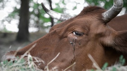 Okrucieństwo w gospodarstwie. 75-latek znęcał się nad zwierzętami, szokujące szczegóły