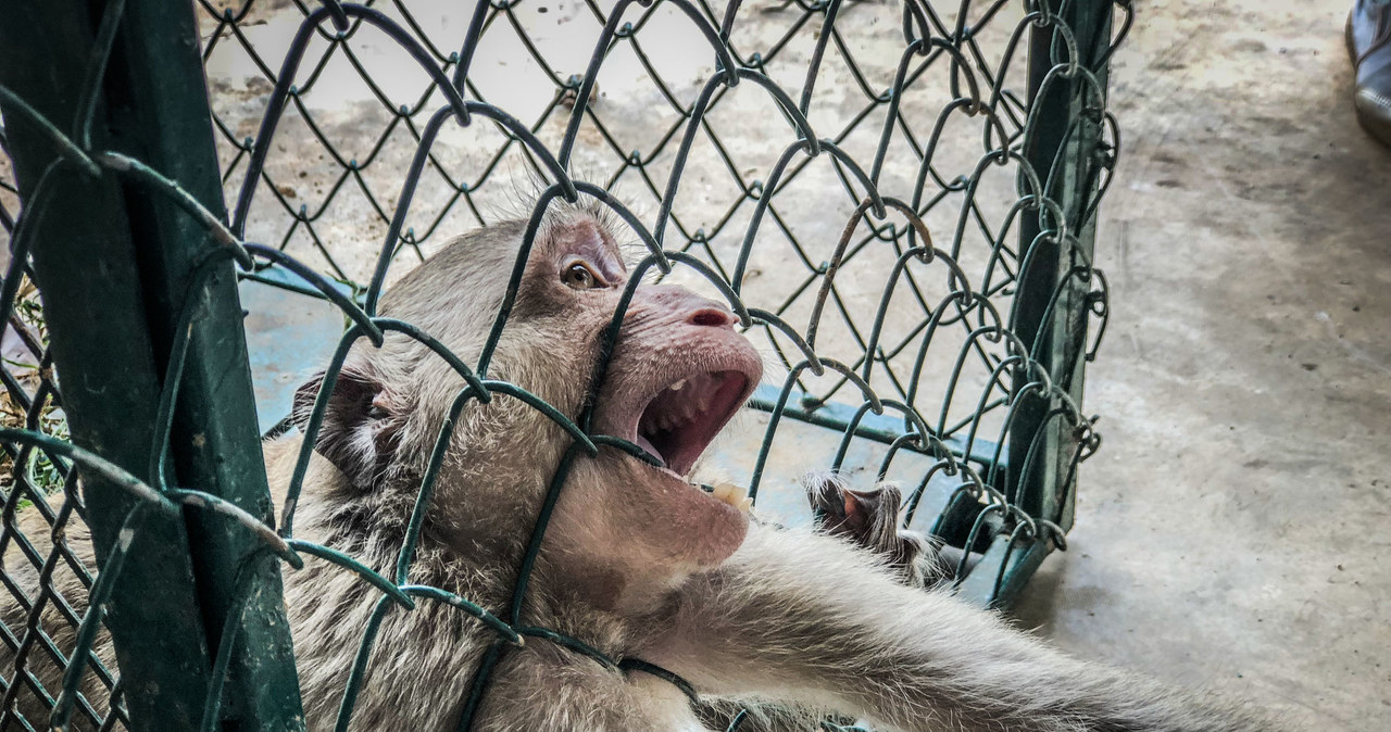 Okrutny los spotykał też małpy: na nagraniach widać, jak makaki próbują uwolnić się z metalowych uprzęży. /123RF/PICSEL