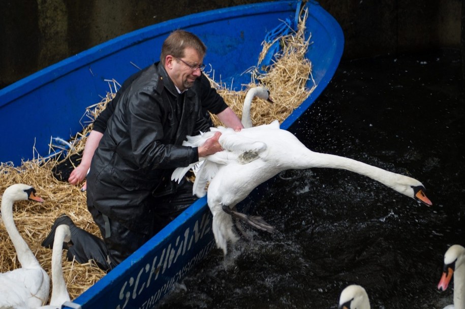 Olaf Nieß opiekuje się ptakami od lat /MAJA HITIJ  /PAP/EPA
