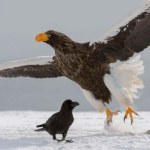 Olbrzymi ptak z Rosji wykluł się w Polsce. Pożera nawet wieloryby