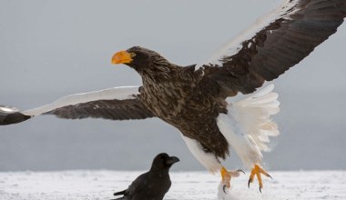 Olbrzymi ptak z Rosji wykluł się w Polsce. Pożera nawet wieloryby