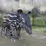 Olbrzymi ssak przechodzi wielką przemianę. Tak się broni przed zagładą