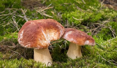 Olbrzymie grzyby w polskich lasach. Ekspert zdradza, skąd się wzięły 