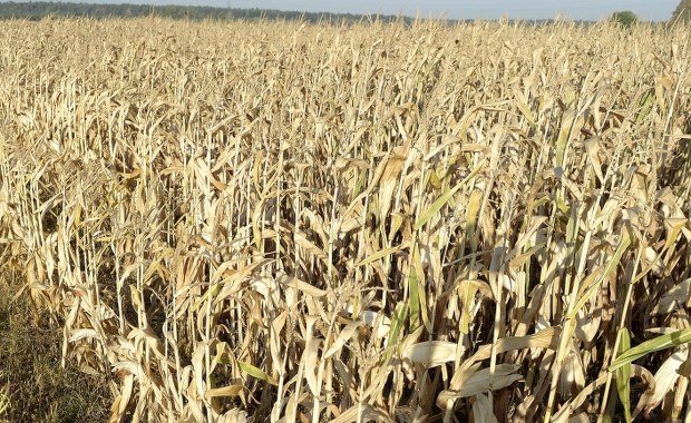 Olbrzymie straty polskich rolników przez suszę. To prawie miliard złotych!