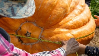 Olbrzymie warzywa na wystawie w Newby Hall. Dynia-gigant w centrum uwagi