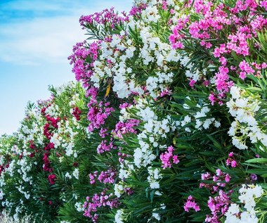 Oleander: Co zrobić, by był obsypany bujnymi kwiatami?
