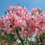 Oleander. Niezwykły kwiat z ciepłego południa. Uprawa i zimowanie