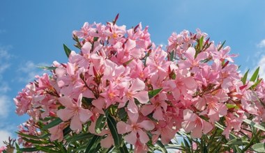 Oleander. Niezwykły kwiat z ciepłego południa. Uprawa i zimowanie