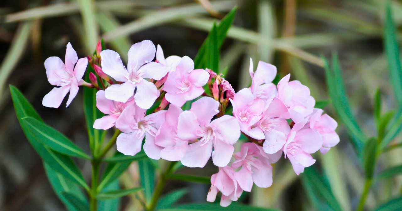 Oleander pospolity wywołuje silne objawy zatrucia /Deposit/East News /East News