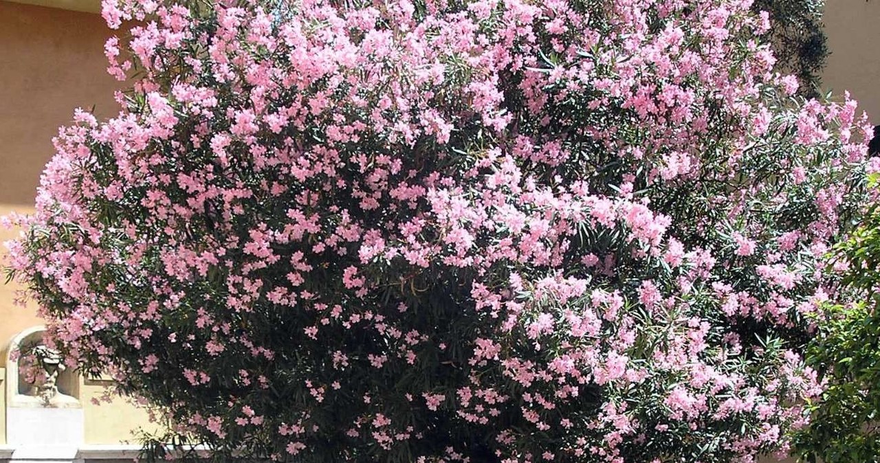 Oleander pospolity /Alfa Centauri /CC BY-SA 3.0