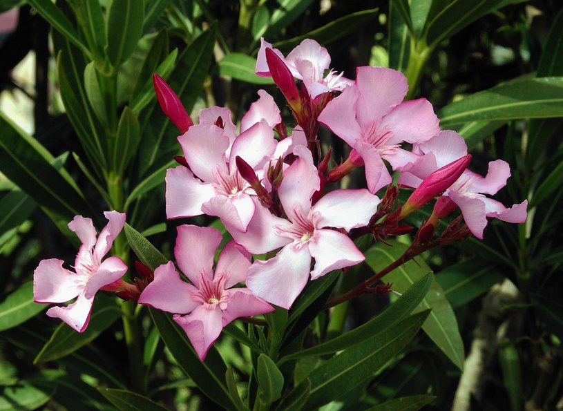 Oleander to bardzo trująca roślina /Wikimedia Commons /domena publiczna