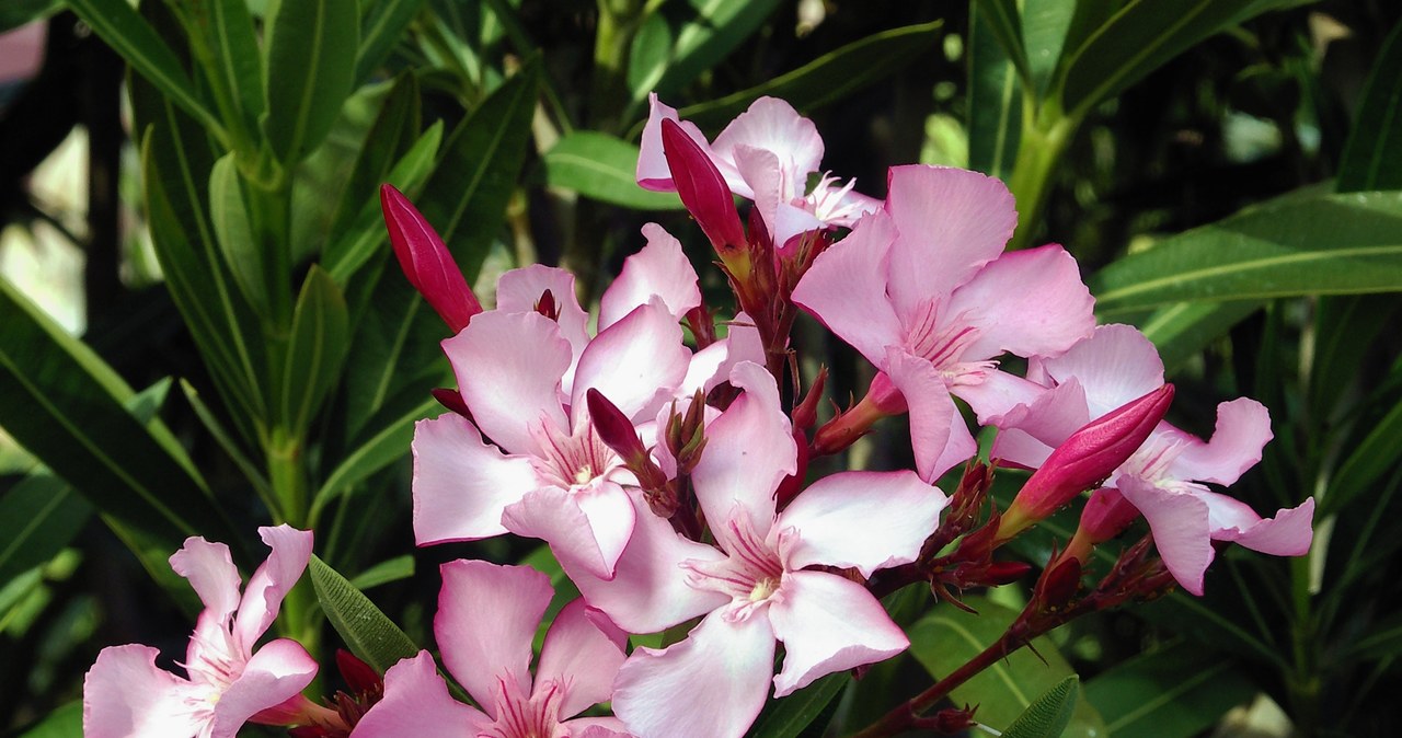 Oleander to bardzo trująca roślina /Wikimedia Commons /domena publiczna