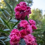 Oleander w domu lub ogrodzie. Jak bezpiecznie uprawiać silnie trującą roślinę?