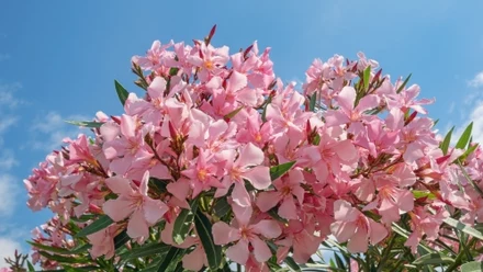 Oleander 