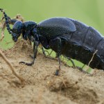 Oleica krówka ma trujący jad. Tego chrząszcza lepiej nie denerwować