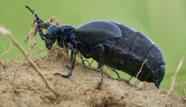 Oleica krówka ma trujący jad. Tego chrząszcza lepiej nie denerwować