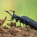 Oleice krówki wychodzą z kryjówek. To zagrożenie dla polskich pszczół