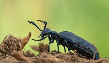 Oleice krówki wychodzą z kryjówek. To zagrożenie dla polskich pszczół