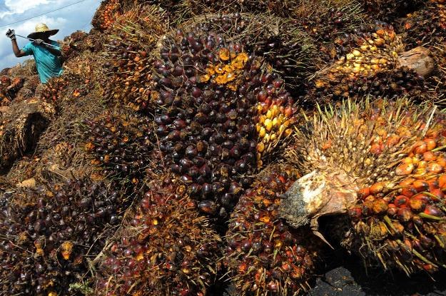 Olej palmowy jest bardzo tani /AFP