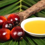 Olej palmowy: Szkodliwy czy nie? W jakich produktach go znajdziemy?