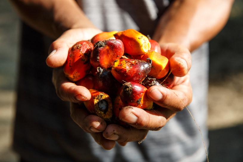 Olej palmowy wykorzystywany jest nie tylko w produkcji żywności, ale również kosmetyków /Jonathan Perugia/In Pictures via Getty Images /Getty Images