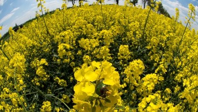 Olej rzepakowy pod specjalnym nadzorem. Będzie objęty monitoringiem