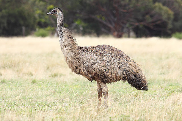 olej z emu właściwości /© Photogenica