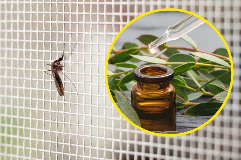 Olejek eukaliptusowy podziała jak naturalna moskitiera /123RF/PICSEL