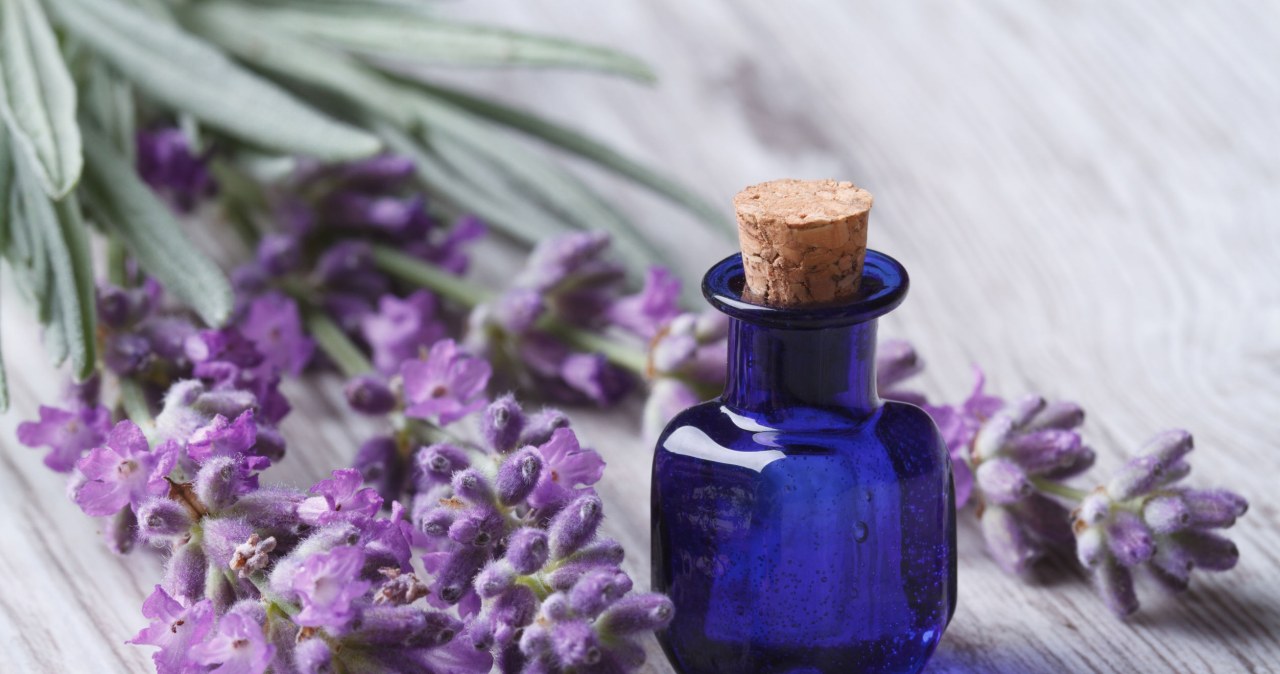 Olejek lawendowy cieszy się dużą popularnością. Wykazuje działanie uspokajające. /123RF/PICSEL