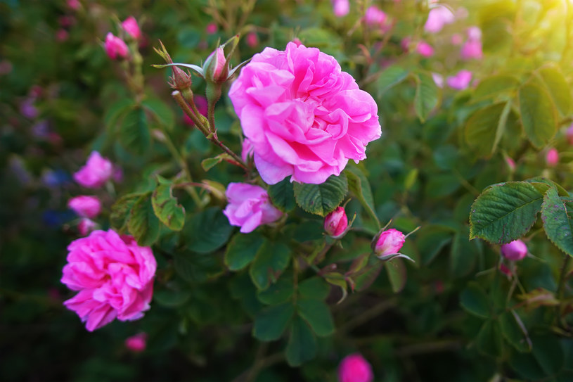 Olejek różany jest pozyskiwany z płatków róży damasceńskiej /123RF/PICSEL