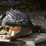 Olimpijski tor to siedlisko krokodyli. Sportowcy boją się i protestują