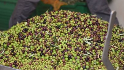 Oliwa z oliwek najdroższa od dekady 