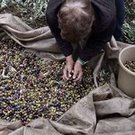 ​Oliwa z oliwek zagrożona? Drzewka oliwne cierpią z powodu ocieplenia klimatu