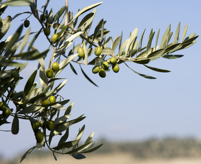 oliwa z oliwek zdrowie /© Photogenica